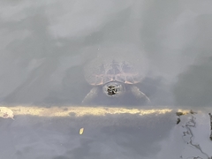 Malayemys macrocephala