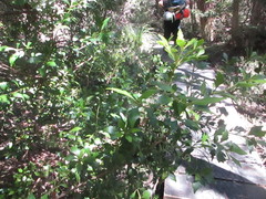 Phyllocladus aspleniifolius