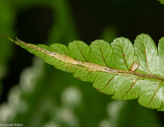 Styringomyia