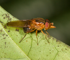 Rhingia