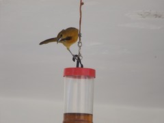 Icterus cucullatus