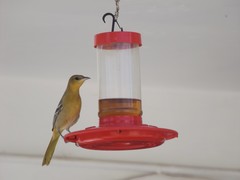 Icterus cucullatus