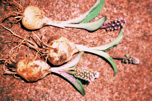 Image of Drimiopsis linioseta by (c) Andrew Hankey, some rights reserved (CC BY-SA)
