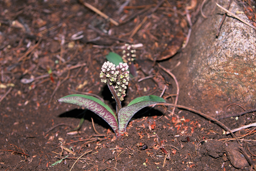 Image of Drimiopsis linioseta by (c) Andrew Hankey, some rights reserved (CC BY-SA)