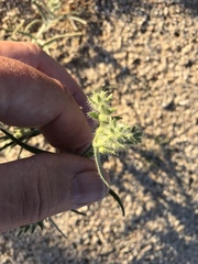 Johnstonella costata