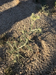 Johnstonella costata