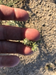 Johnstonella costata