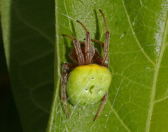 Araneus apricus