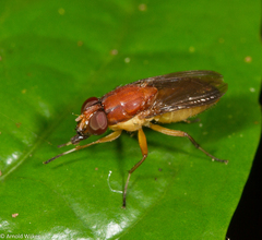 Borbororhinia bivittata