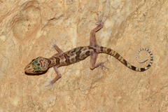 Sumontha's Gecko photo 2
