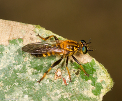 Laphriini