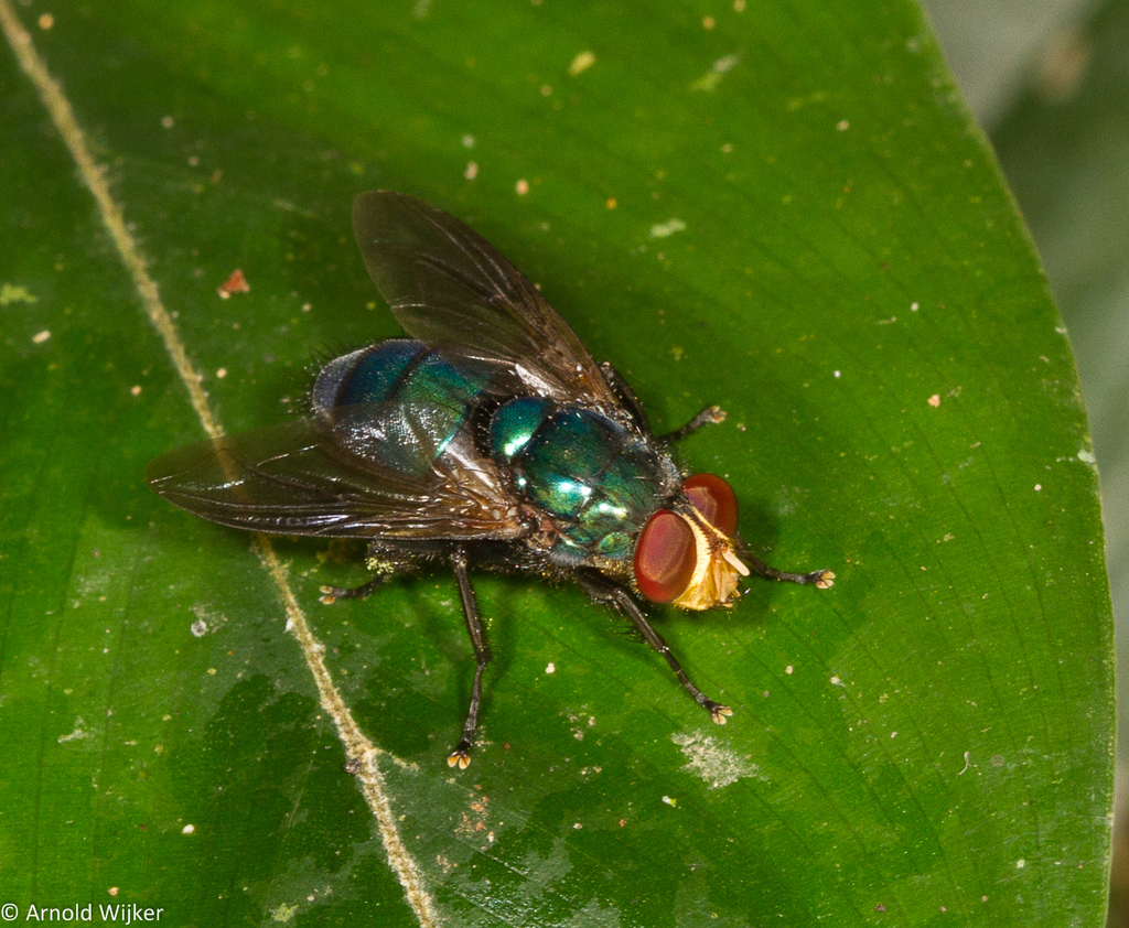 Luciliinae