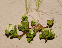 Stackhousia spathulata