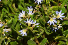 Scaevola calendulacea