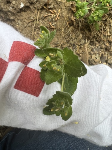 Image of Mentzelia micrantha by no rights reserved