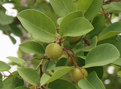 Pseudolachnostylis maprouneifolia