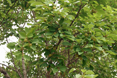 Pseudolachnostylis maprouneifolia