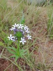 Pentanisia prunelloides