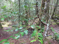 Atherosperma moschatum moschatum