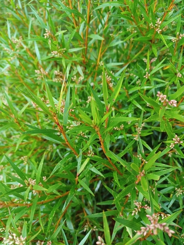 Image of Leucopogon neurophyllus by (c) Peter Crowcroft, some rights reserved (CC BY)