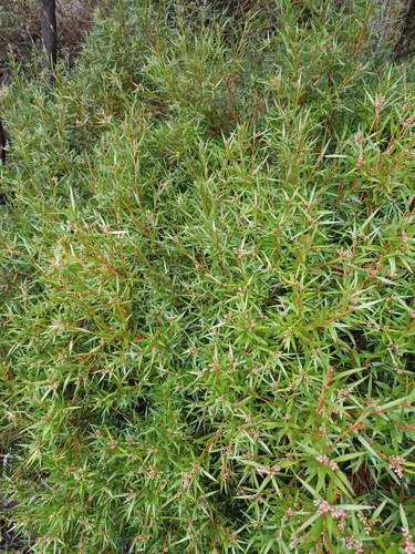 Image of Leucopogon neurophyllus by (c) Peter Crowcroft, some rights reserved (CC BY)
