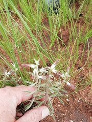 Brachystelma circinatum