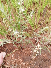 Brachystelma circinatum
