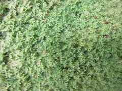 Lepidoziaceae