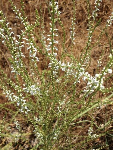 Anarrhinum forskaohlii