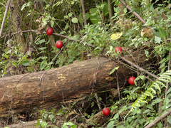 Trichosanthes bracteata