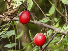 Trichosanthes bracteata