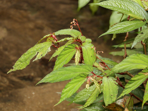 Begonia wrayi