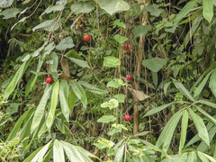Trichosanthes bracteata