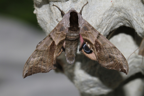 Smerinthus ocellatus ocellatus