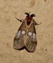 Palasea albimacula