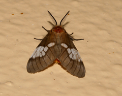 Palasea albimacula