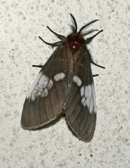 Palasea albimacula
