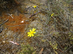 Osteospermum polygaloides polygaloides