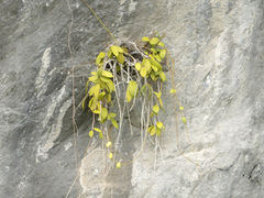 Hoya