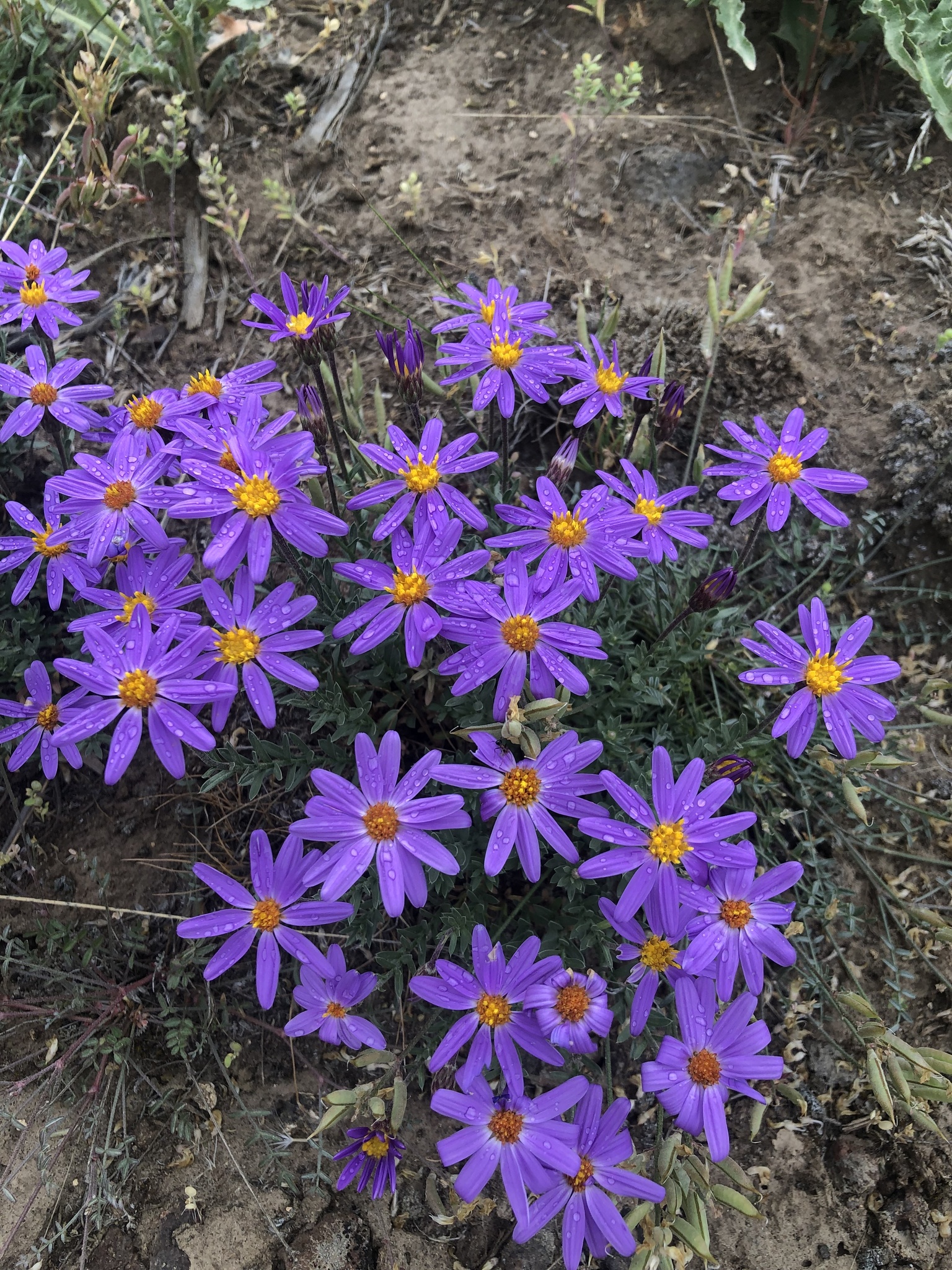 Ionactis alpina