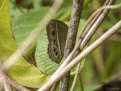 Mycalesis distanti