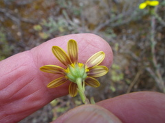 Osteospermum polygaloides polygaloides