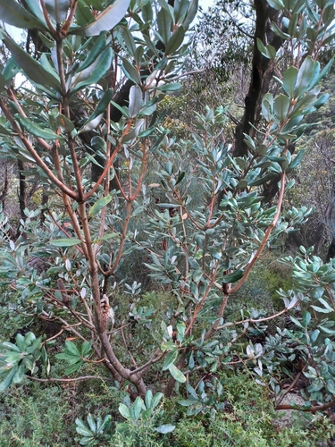 Image of Banksia saxicola by (c) Peter Crowcroft, some rights reserved (CC BY)