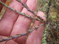 Osteospermum polygaloides polygaloides