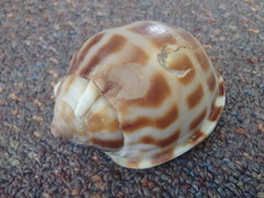 Phalium areola