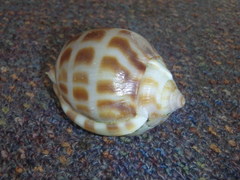 Phalium areola