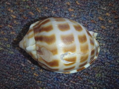 Phalium areola