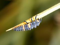 Coccinella leonina