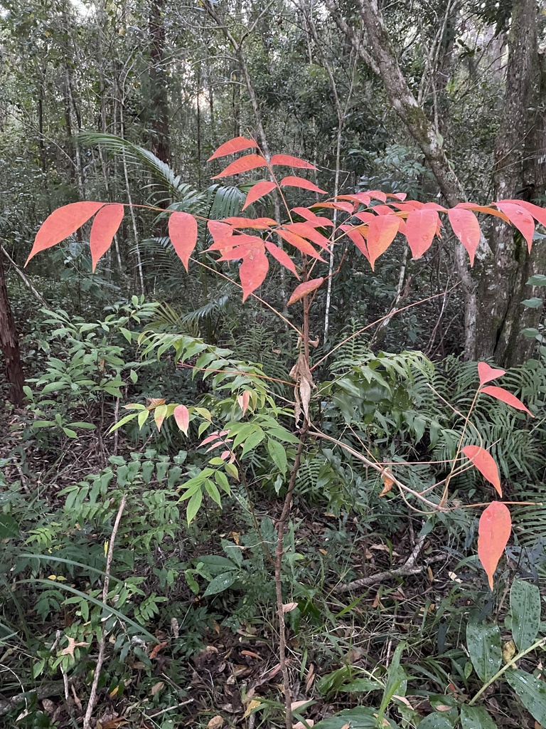 Australian Red Cedar from Bellingen, NSW, AU on June 13, 2023 at 04:37 ...