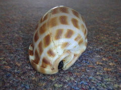 Phalium areola